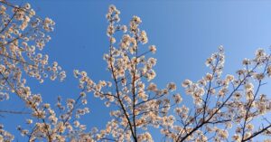 桜と青空