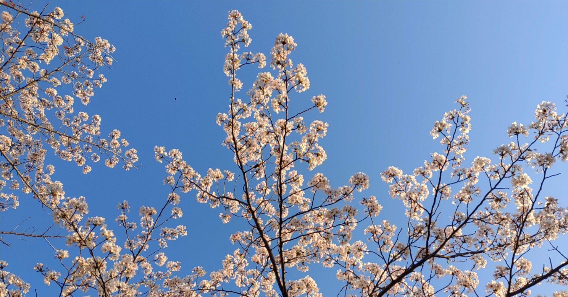 桜と青空